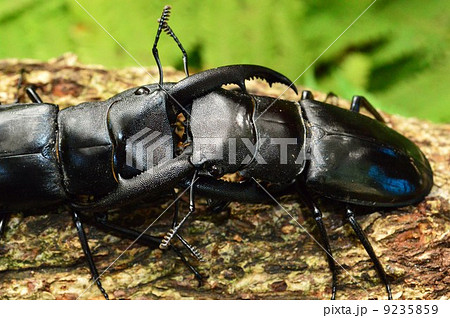 マンディブラリスフタマタクワガタ同士の森林の木の上での迫力の対決 マンディブラリスフタマタクワガタ同士の森林の木の上での迫力の対決 9235859