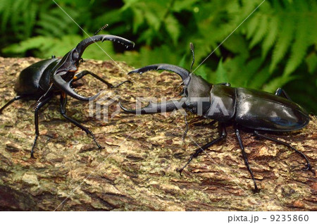 マンディブラリスフタマタクワガタ同士の森林の木の上での迫力の対決 9235860