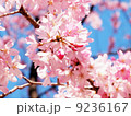 桜 9236167