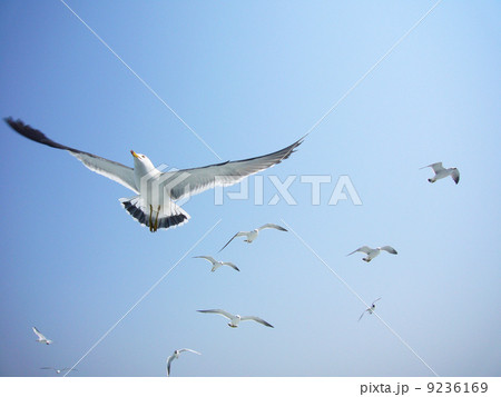 ウミネコ ウミネコ 9236169