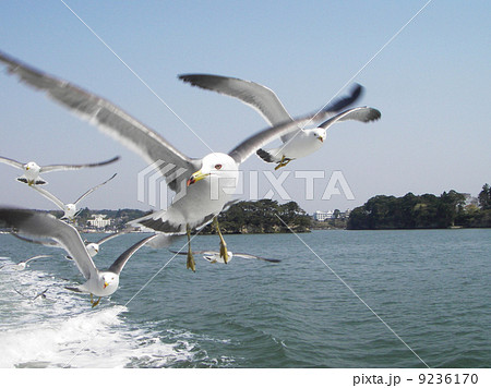 松島のウミネコ 9236170