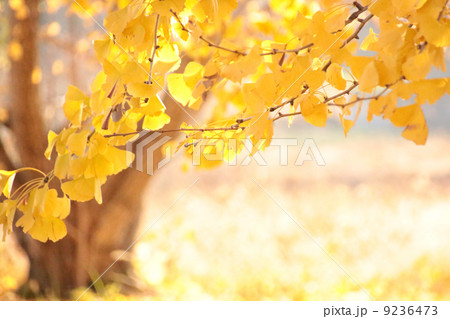 葉 紅葉 銀杏 イチョウ 植物 風景 屋外 秋 黄色 黄葉 木々 秋イメージ 秋コンテンツ 自 の写真素材