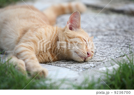 Sleep cat Sleep cat 9236700