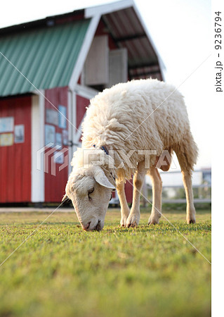 sheep in field 9236794