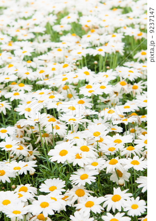 Background from beautiful white camomiles Background from beautiful white camomiles 9237147