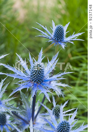 twig flowering thistles , blue sea holly 9237148