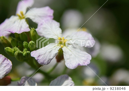蘿蔔 すずしろ の花の写真素材