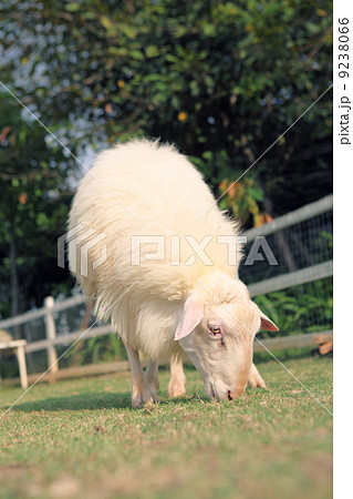 sheep in field 9238066