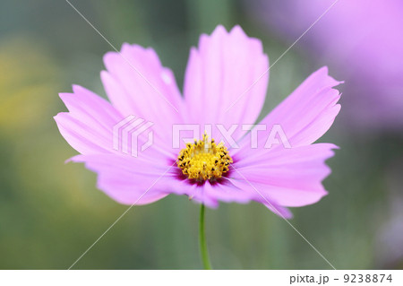 Pink cosmos 9238874