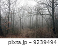 Scary Forest  9239494