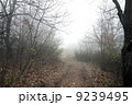 Scary Forest  9239495