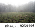 Scary Forest  9239496