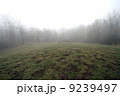 Scary Forest  9239497