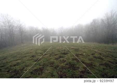 Scary Forest  9239497