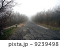Scary Forest  9239498