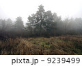 Scary Forest  9239499