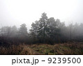 Scary Forest  9239500