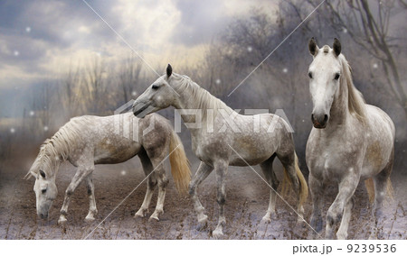 fabulous horse fabulous horse 9239536