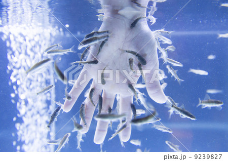 ドクターフィッシュ 9239827