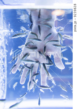 ドクターフィッシュ 9239828