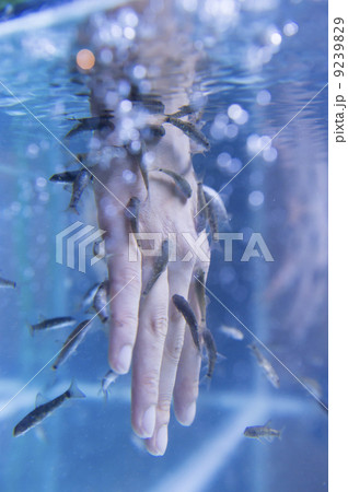 ドクターフィッシュ ドクターフィッシュ 9239829