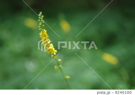 キンミズヒキ キンミズヒキ 9240100