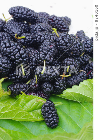 坑酸化作用抜群食材 9240160