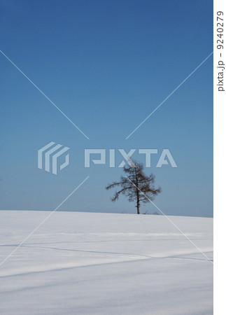 一本の樹　北海道観光　雪景色 9240279
