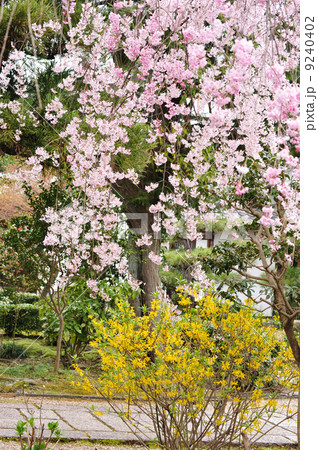 京都 法金剛院の枝垂れ桜 京都 法金剛院の枝垂れ桜 9240402