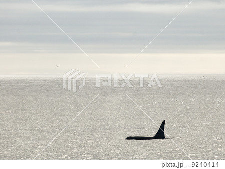 オスのシャチ 9240414