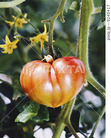 無農薬トマト 枝付きトマト 特別栽培トマト イメージ素材 無農薬トマト 枝付きトマト 特別栽培トマト イメージ素材 9240417