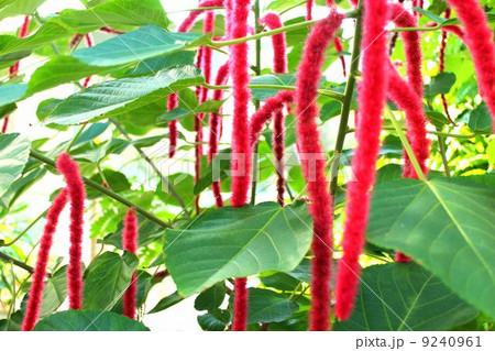 紅紐の木 9240961