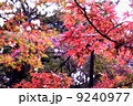 紅葉 9240977