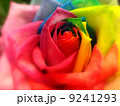 レインボーローズ 9241293