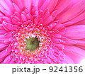 ピンクのガーベラ 9241356