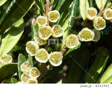 可愛い白いハマヒサカキの花 9241441