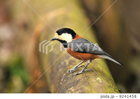 ヤマガラ ヤマガラ 9241458