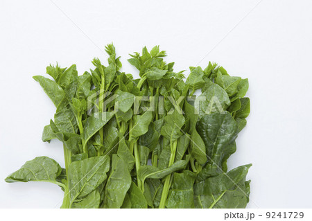 ツルムラサキ ツルムラサキ 9241729