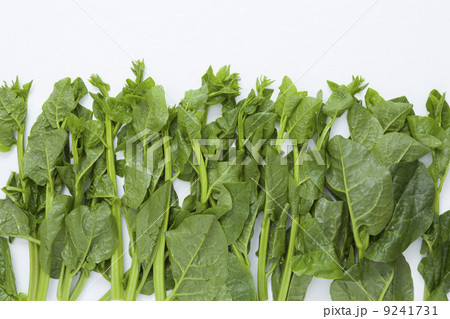 ツルムラサキ 9241731