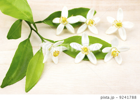 甘夏みかんの花 9241788