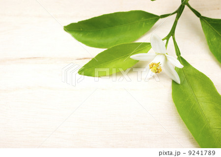 甘夏みかんの花 甘夏みかんの花 9241789