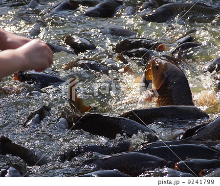 ジャンプ! ジャンプ! 9241799