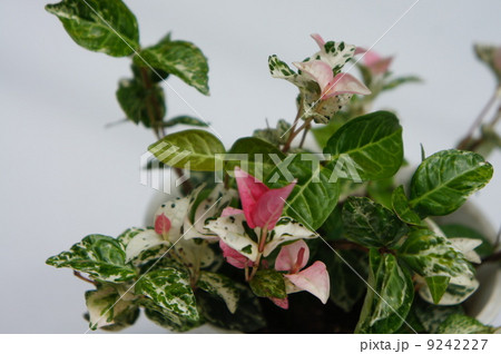 ハツユキカズラ ハツユキカズラ 9242227