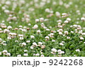 シロツメクサたち 9242268