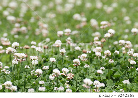 シロツメクサたち シロツメクサたち 9242268