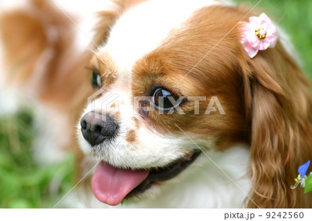 笑顔の犬の横顔の写真素材