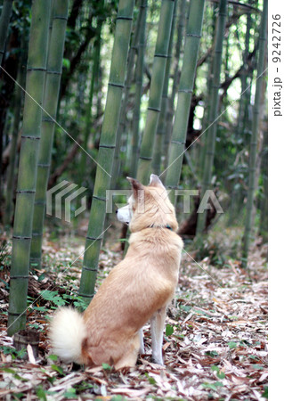 竹と犬の後姿 9242726