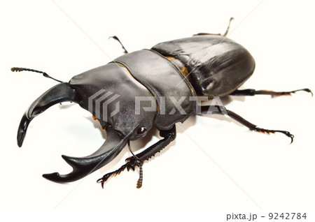 国産オオクワガタの全身アップ 白バック背景 国産オオクワガタの全身アップ 白バック背景 9242784