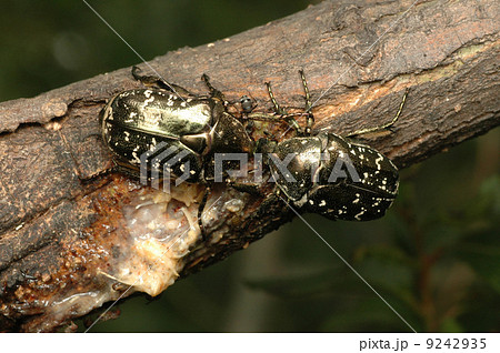 シロテンハナムグリ シロテンハナムグリ 9242935