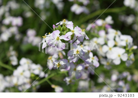 蘿蔔 すずしろ の花の写真素材